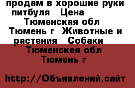 продам в хорошие руки питбуля › Цена ­ 3 000 - Тюменская обл., Тюмень г. Животные и растения » Собаки   . Тюменская обл.,Тюмень г.